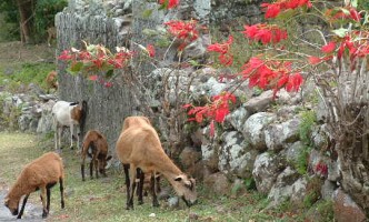 Goats in Nevis