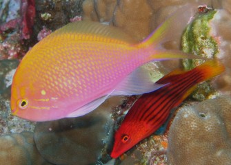 Tonga's coral is not real colorful, but makes a nice backdrop to the bright fish!