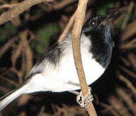 No ID bird. Madagascar