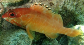 Bright fish on an Indian Ocean reef
