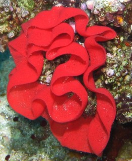 We have no ID on this brilliant red coral, or sponge seen at Mushrooms