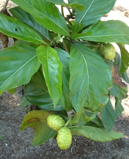 Noni is a lovely and useful plant, found throughout the S. Pacific.