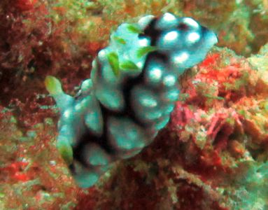 Nudibranch Chromodoris Geometrica moves slowly down a wall