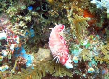 Nudibranch Chromodoris reticulata on rock wall in Triton Bay