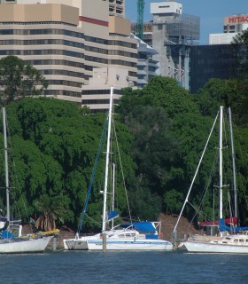 Ocelot on her pilings in the Brisbane River, by the Botanic Gardens