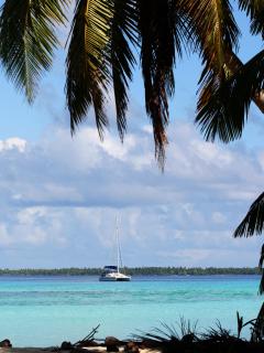 Ocelot, early morning in Chagos. 