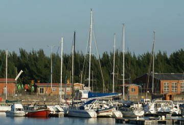 Ocelot at Tuzi Gazi Marina, Richards Bay, South Africa