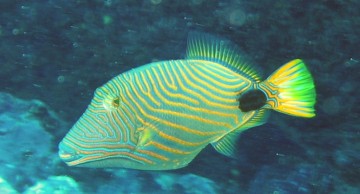 Orange Lined Triggerfish, Balistapus Undulntus