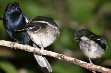 Family of Oriental Magpie Robins, Borneo