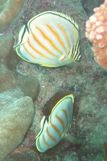 Ornate Butterfly fishes