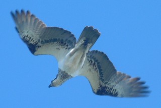An osprey in flight over its island.