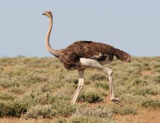 Don't be surprised to be raced by a wild ostrich! Namibia
