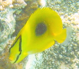 Face-to-face with an oval spot butterflyfish in New Caleonia