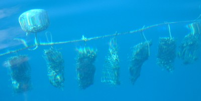 Nets of pearl oysters hang on long lines in the clear water.