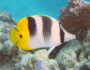 Pacific Double Saddle Butterfly Fish
