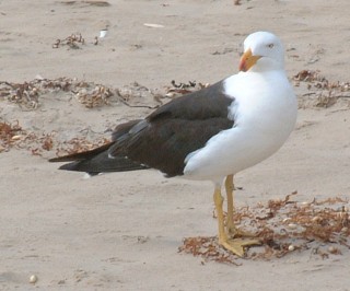 A large Pacifi Gull, Victoria