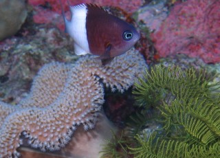 A Pacific Half&half Chromis and typical leather coral of Tonga