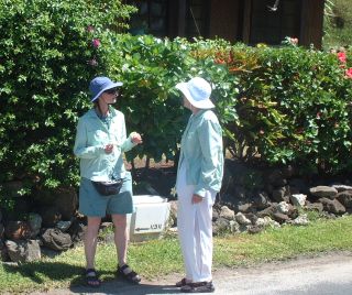 Walking ashore, in the hot sun, by the hibiscus hedge.