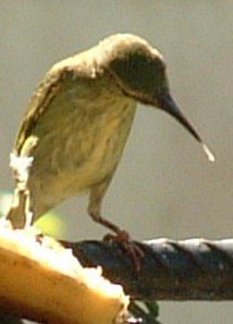 Unknown Panamanian bird. No larger photo available at this time