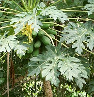 Papayas are everywhere in the tropics, it seems