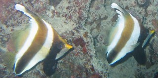 Pennant Bannerfish swimming in tandem.