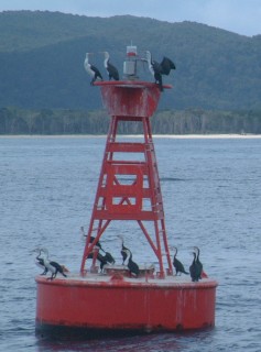 Pied Cormorants on the channel marker buoy
