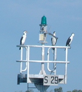 Pied Cormorants perched on a light buoy, Sandy Straits.