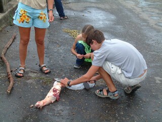 Cutting piranha bait needs two things: a leg of beef and a machete