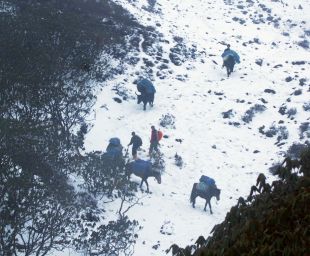 Tzo & ponies on steep trail from Dzongri, Sikkim, India