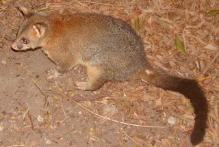 A common ringtail possum in Brisbane Forest Park