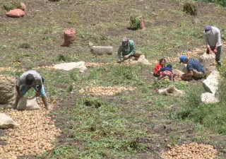 At 9,000 feet in the Andes, workers pick the potato crop.