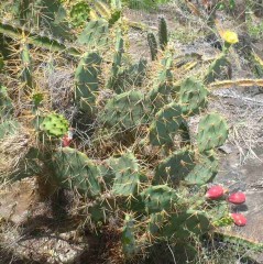 The thorny Prickly Pear Cactus