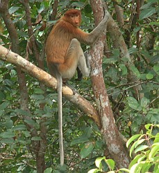 Female Proboscis Monkey with her very long tail