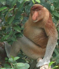 A proboscis monkey perched in the Borneo jungle trees
