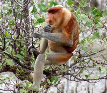 Alpha Male Proboscis Monkey. Yummy mangrove!