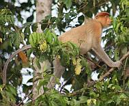 Female Proboscis Monkey up the Kinabatangan River.