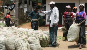 Tea pickers bringing in their harvest