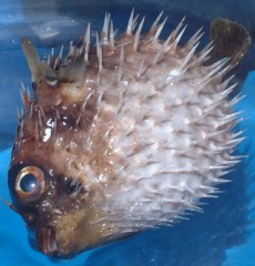 Dead spiny puffer fish