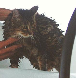 Arthur the Punk Kitty after a bad sail in Tonga