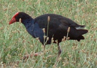 Purple Swamphen with its all-red frontal shield