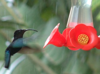 Purple Throated Carib Hummingbird in the rain