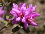 Rhododendron Setosum, a dwarf species of the Himalaya