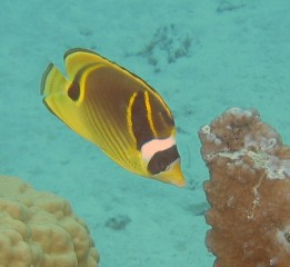 Raccoon Butterflyfish are distinctive with their black masks.
