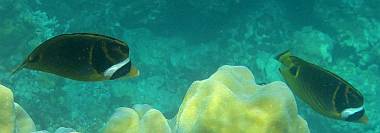 Raccoon Butterfly fish swim in the coral at Ko Rok