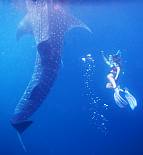 Rachel swims with a 6 meter whale shark, Triton Bay, Indonesia