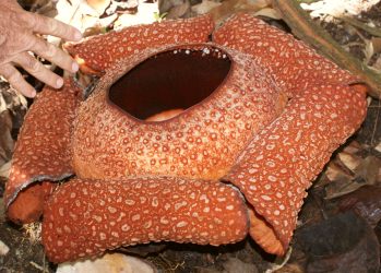 Rafflesia keithii in Sabah, Borneo, Malaysia