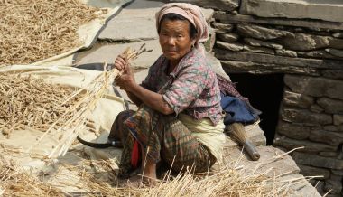 Rai woman harvesting wheat by hand