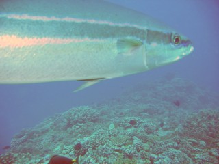 Rainbow Runner (tropical Salmon)