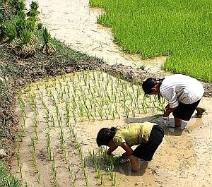 Replanting rice to spread it out