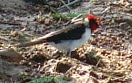 Red-Capped Cardinal